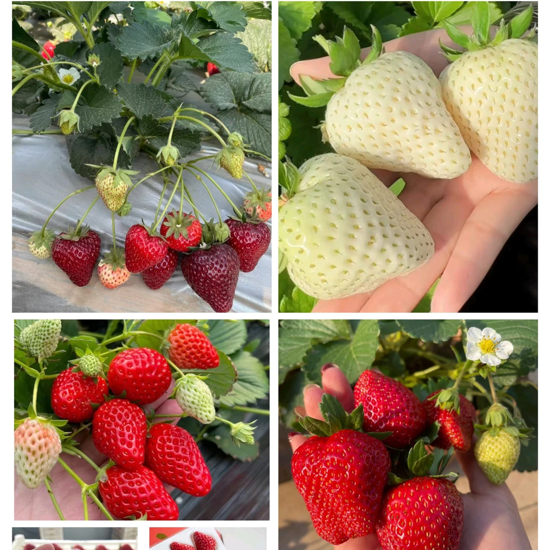 春季新苗（黑色育苗盆）种苗梦之莹梦之芙真红美玲建德白露