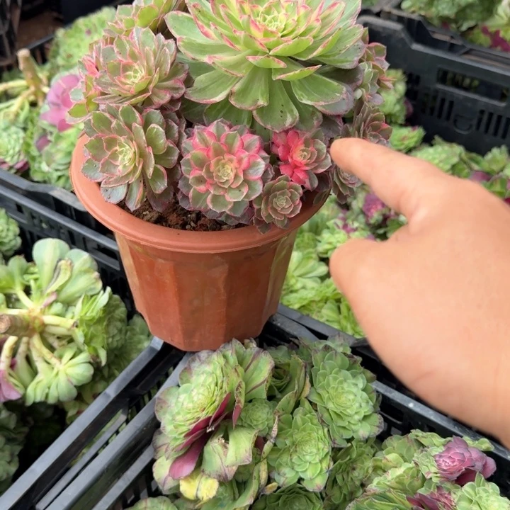 万花筒群生周正的发货