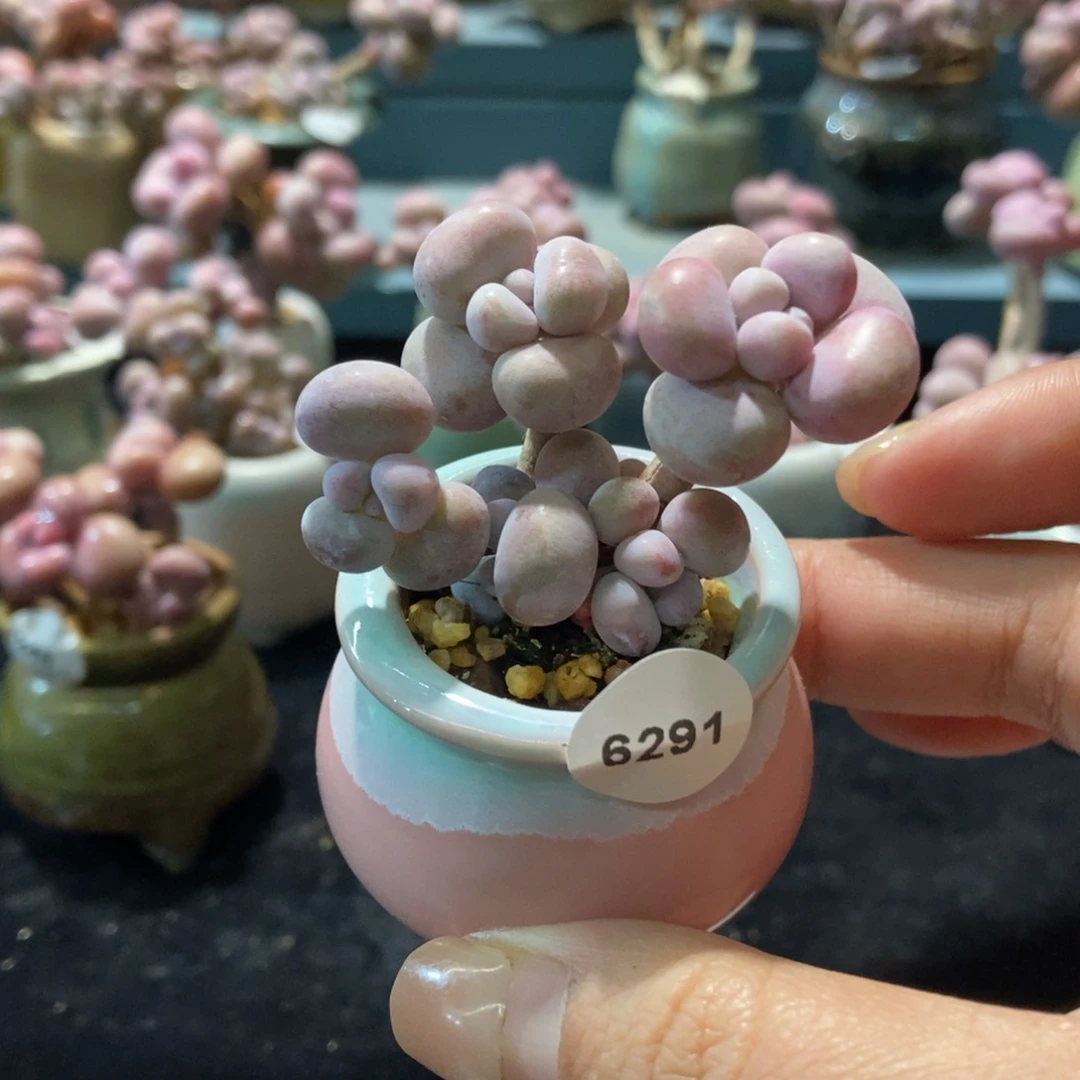 6291糖果腰子蛋带盆土