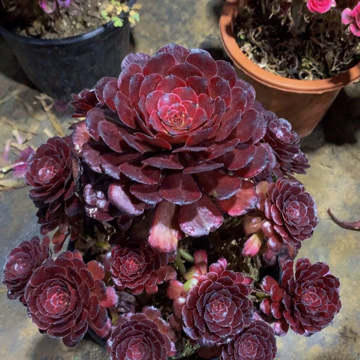 无花朵十里红壮000000000000000