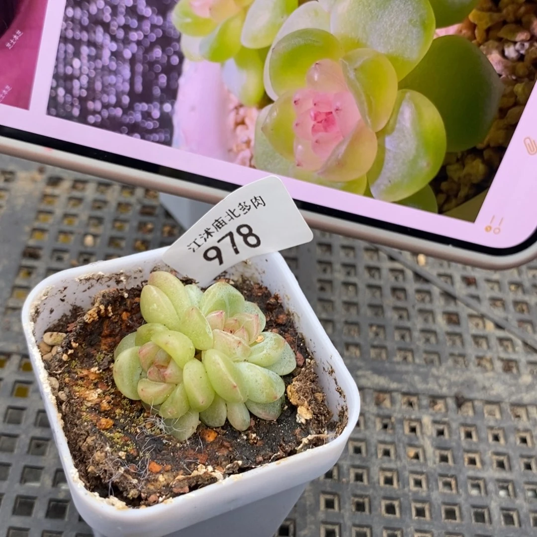 标978甜心2909一个
