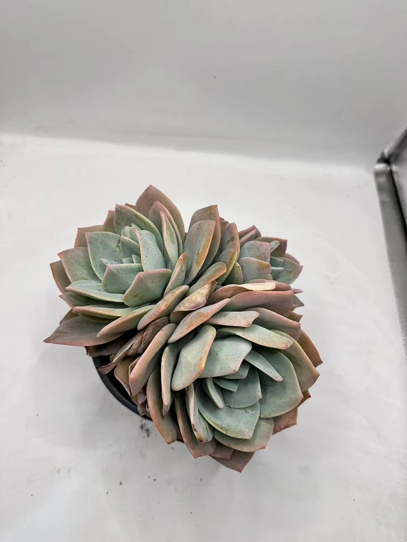 白凤多肉绿植 景天科 群生萌肉肉 繁殖能力强 新手必入  云南