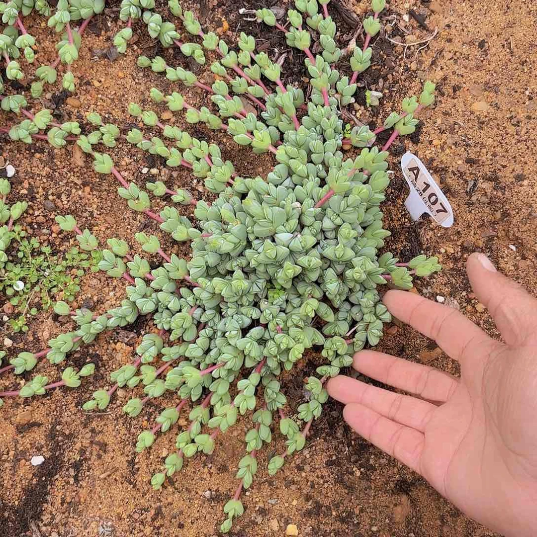 A107碧玉连一物一拍