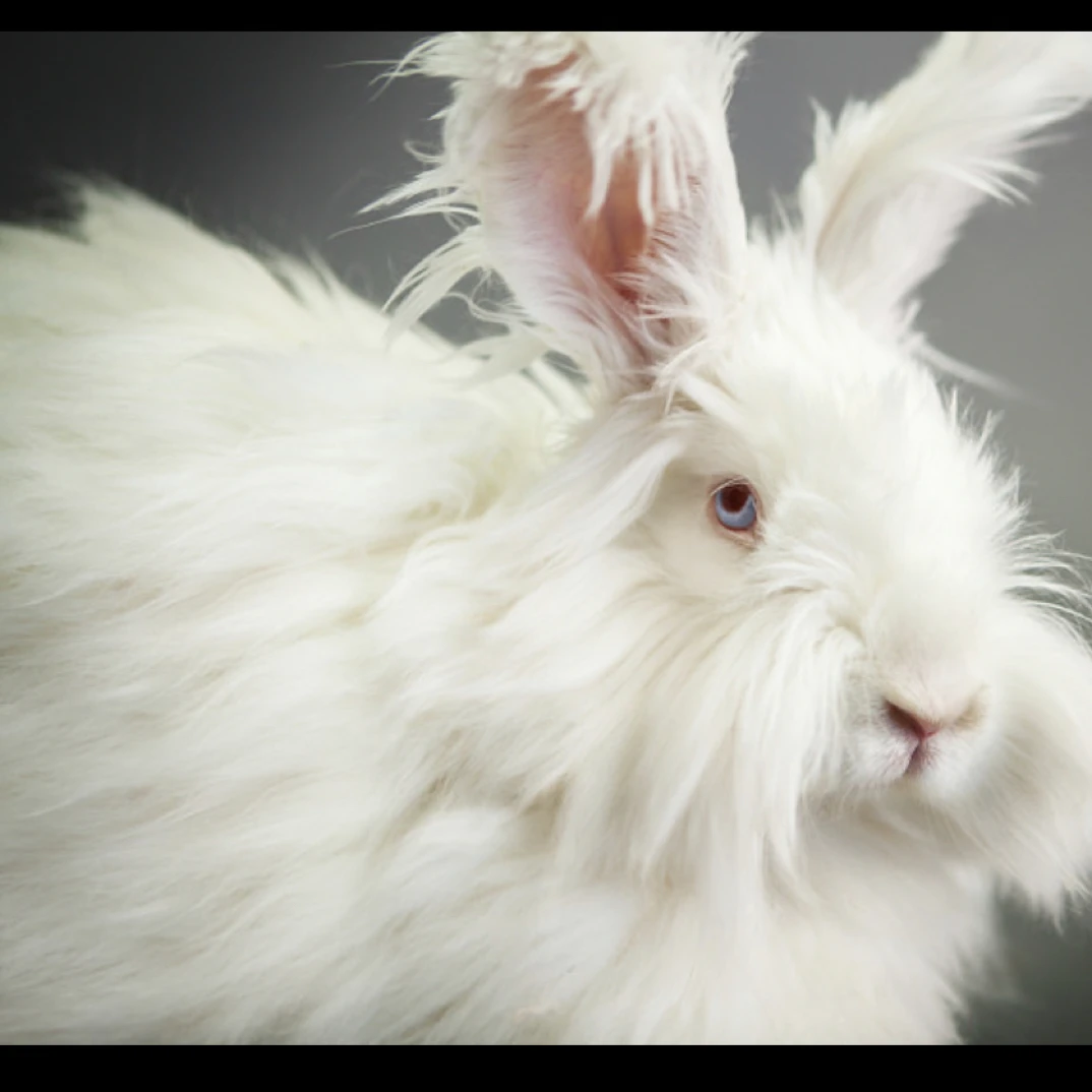 英系安哥拉宠物兔活体幼体包邮包活