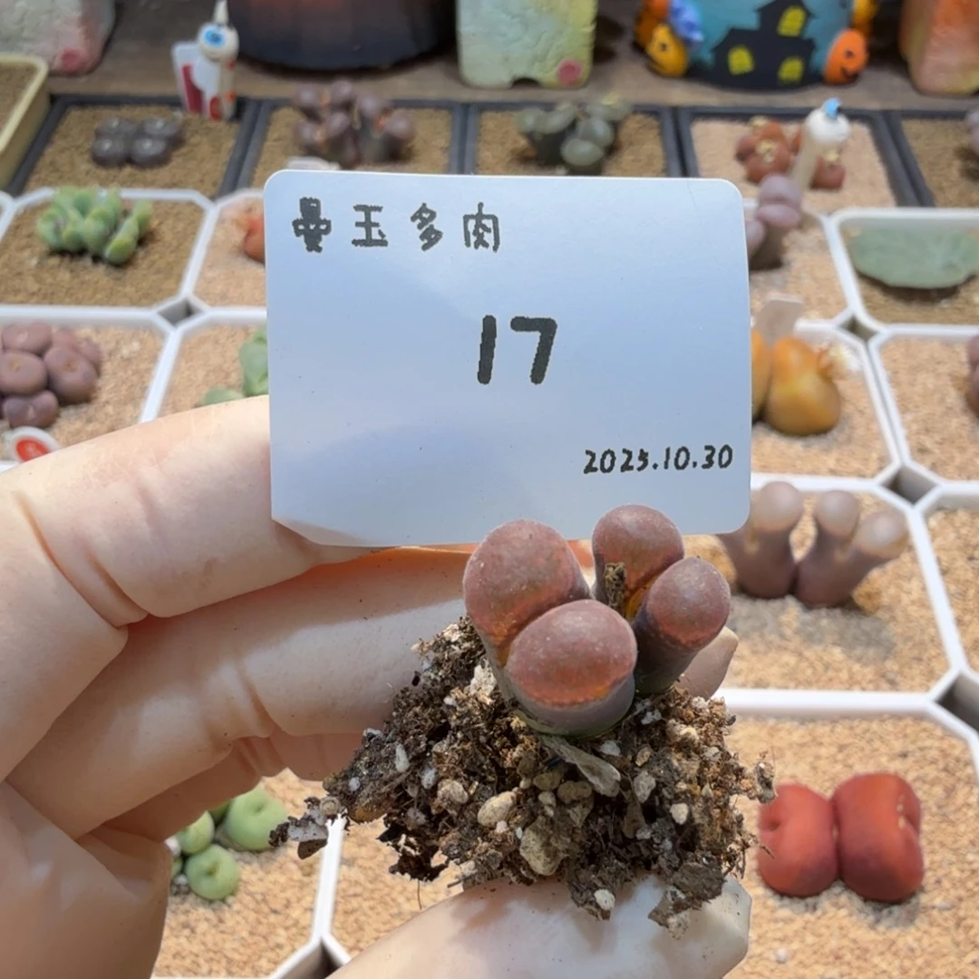 带****多肉多肉多肉10.30-017