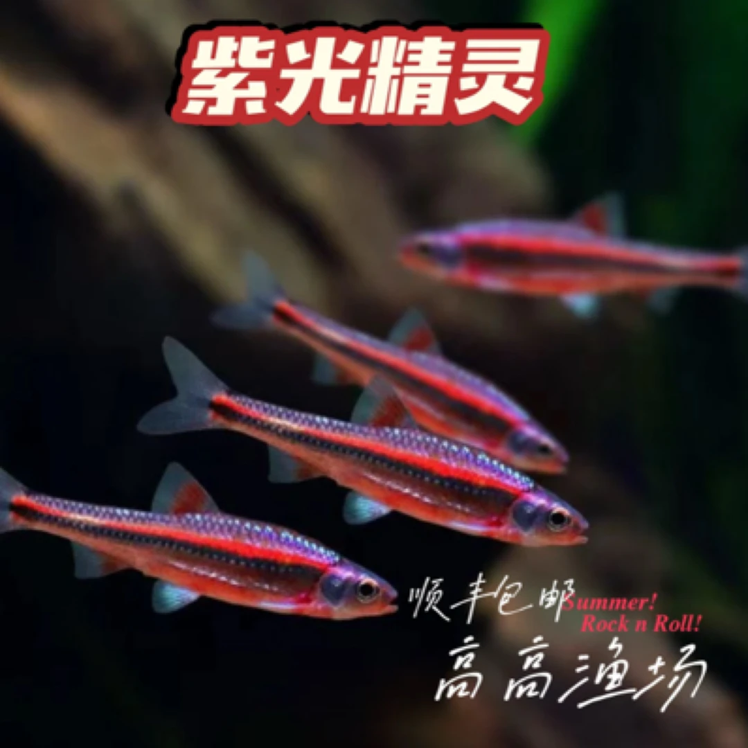 紫光精灵·热带冷水都能养·发色好·灯科观赏鱼·无开箱不售后❗️