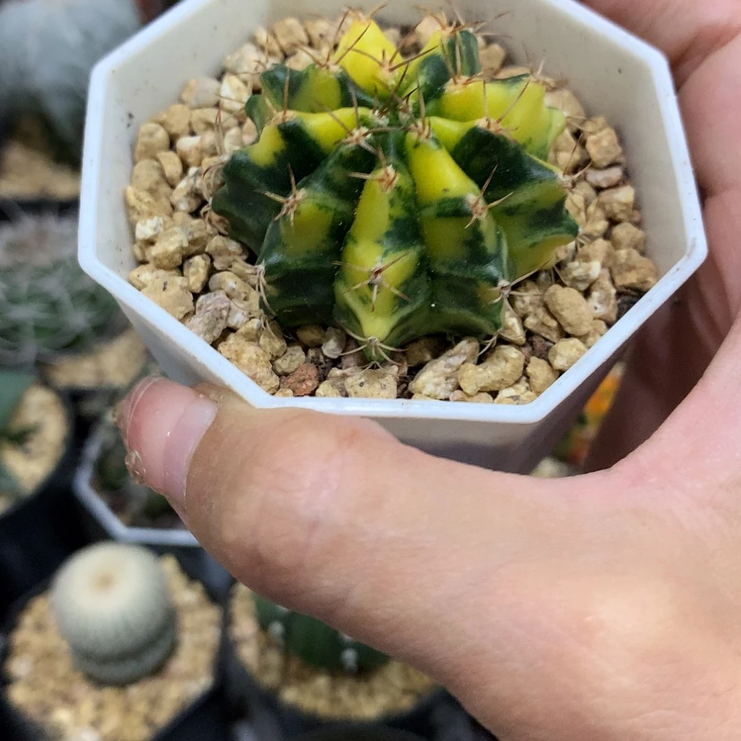 当前无花栽培后可以开花实生根散斑牡丹锦
