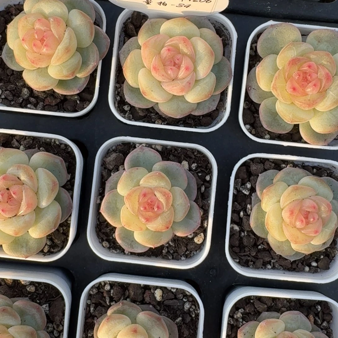 1206-034-芳草10一颗量拍