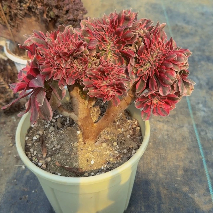 金*法师法师869法师法师