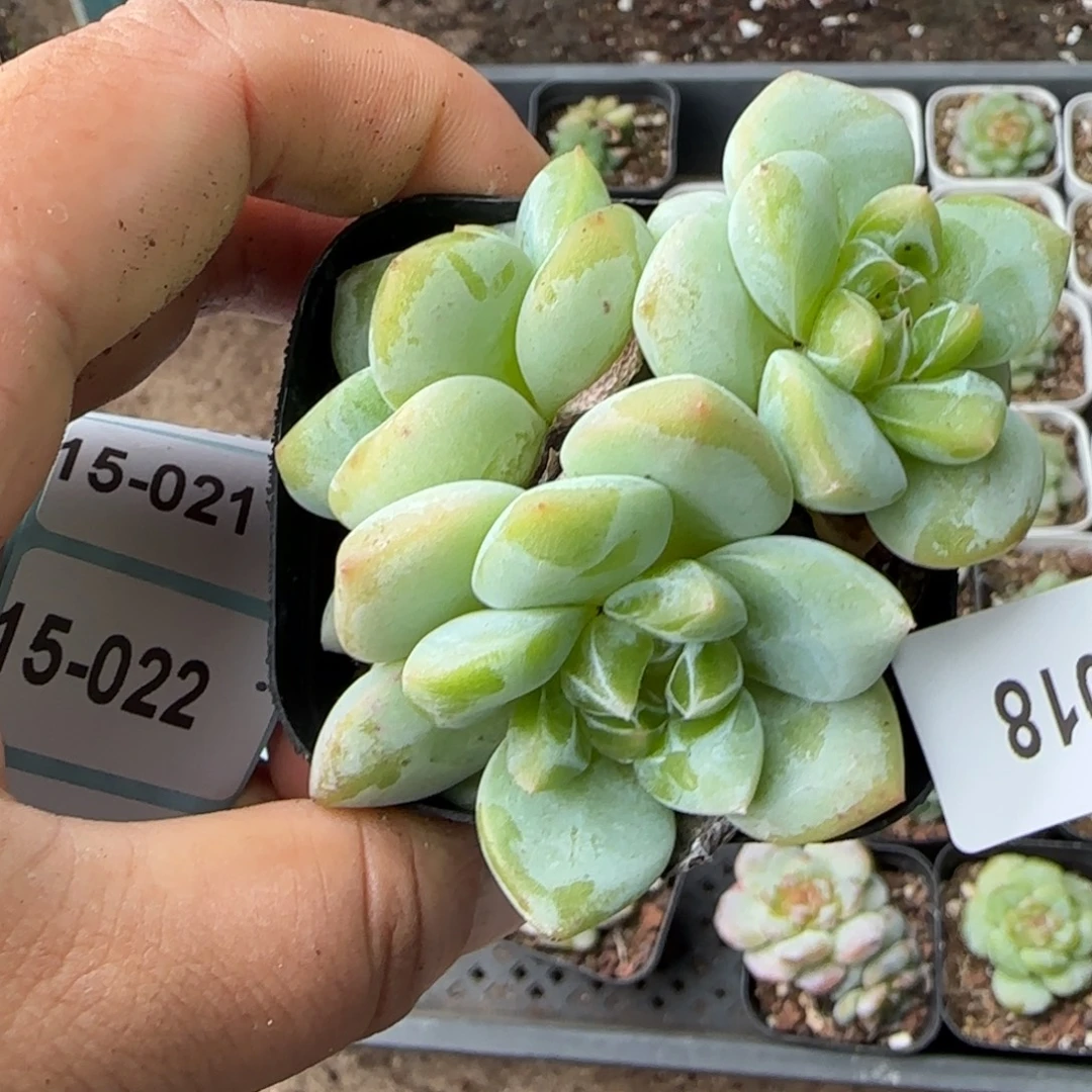 小卡拉米糖心一物一拍15-18