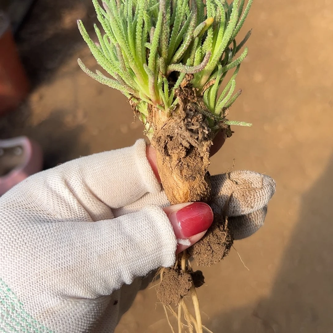 般***J多肉植物多肉植物