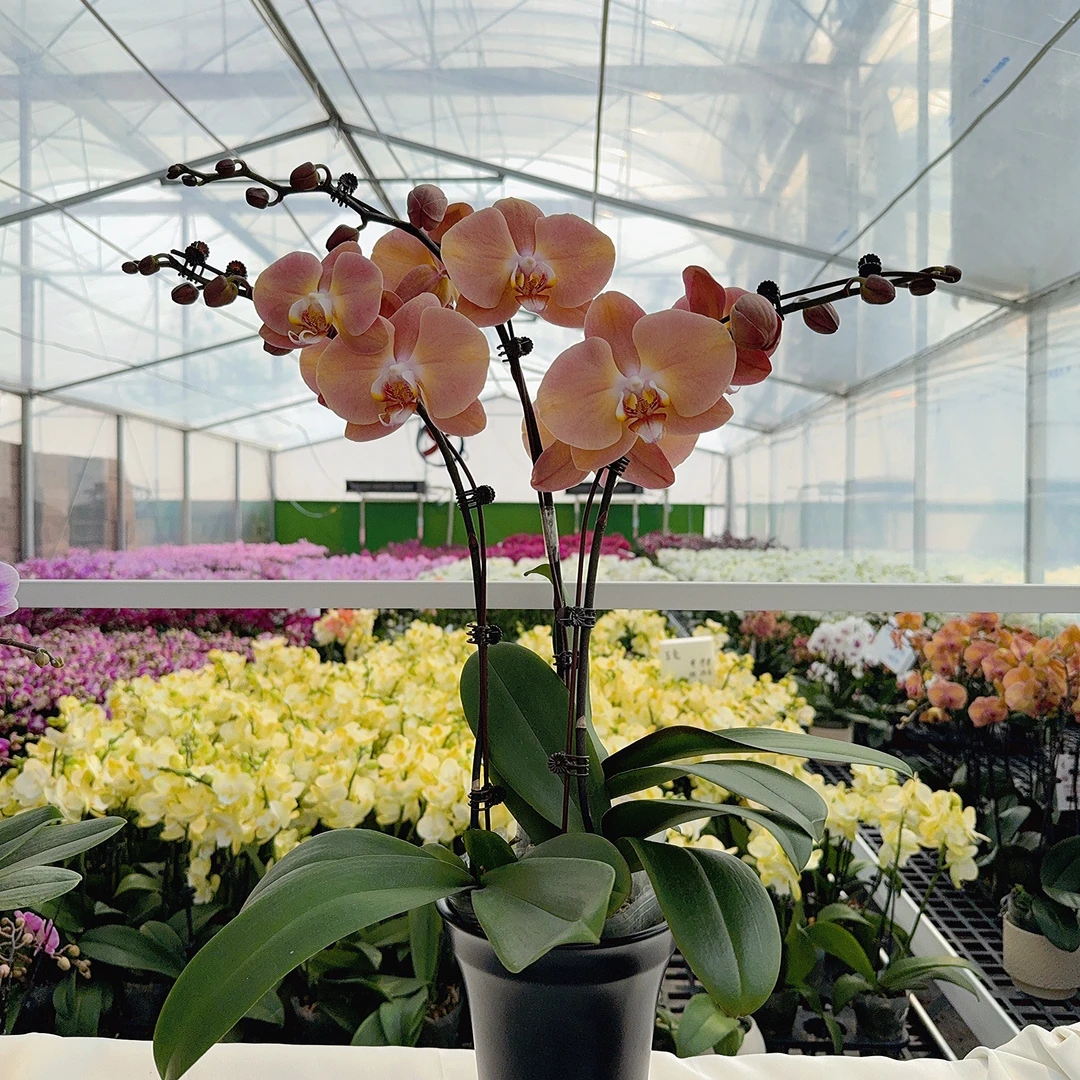 精选蝴蝶兰[新罗马] 奶咖色系  室内花卉绿植长花期 基地直发