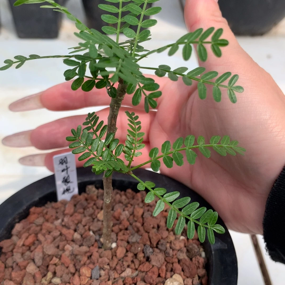 b**d羽叶裂榄扦插带盆