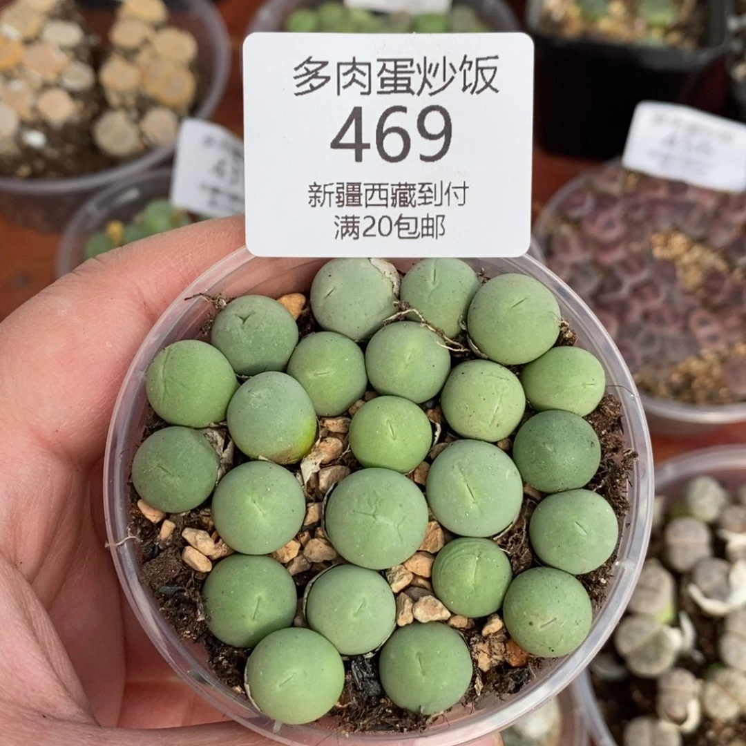 感谢您的支持，00469