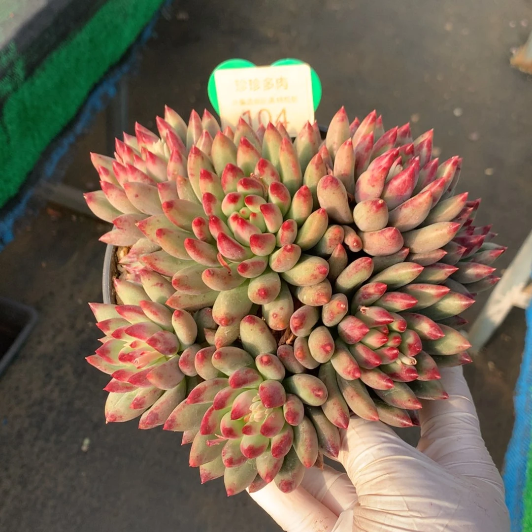 二代虞美人无砍平头104