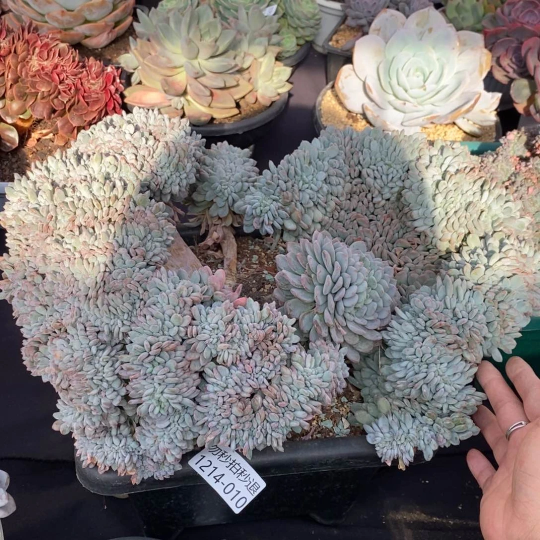 两单包邮1214-10玛瑙缀