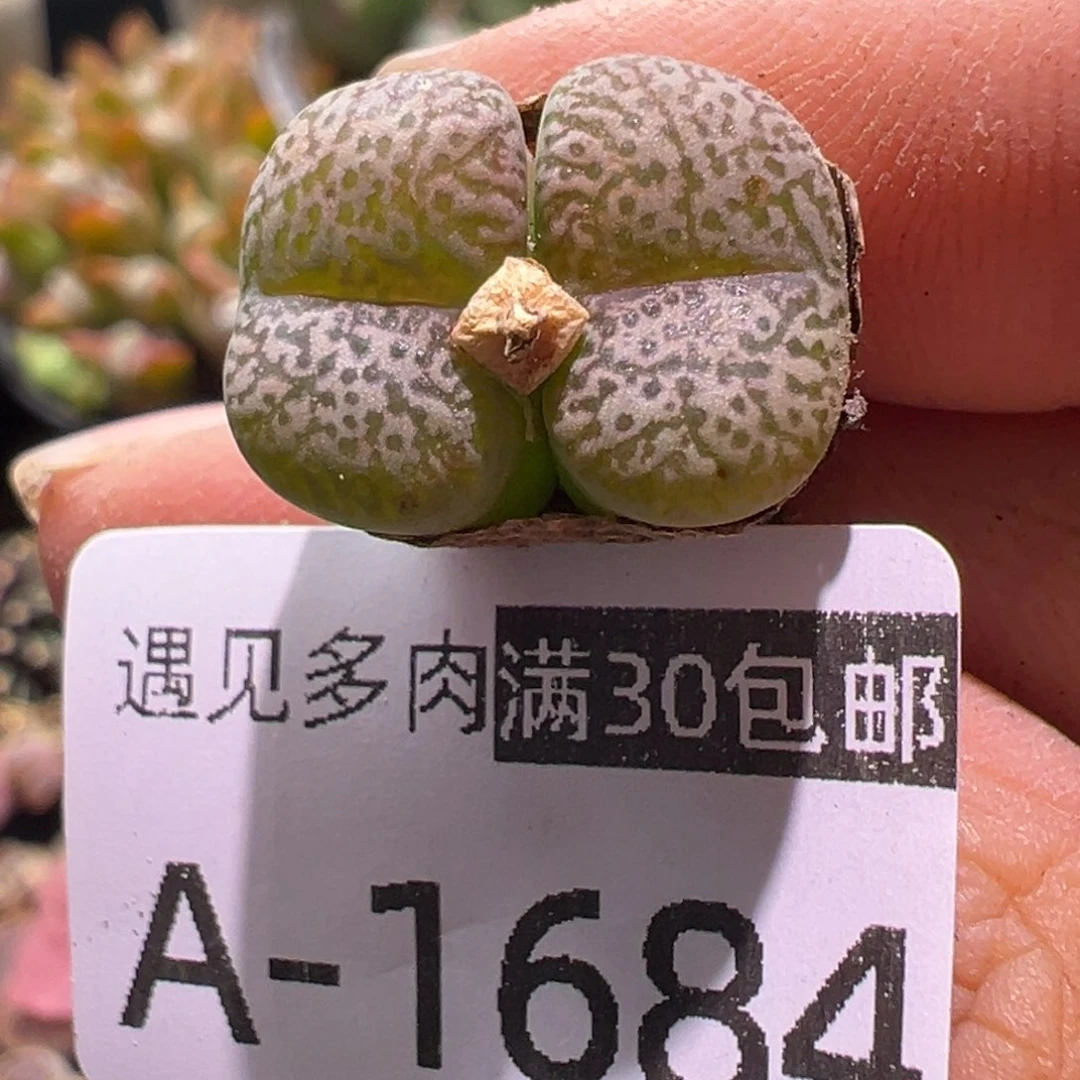 多肉植物11111111111111111