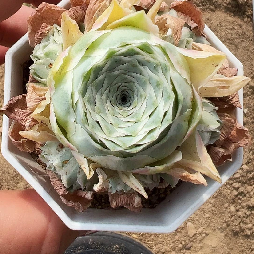 山地玫瑰锦秋夕6月10日831号