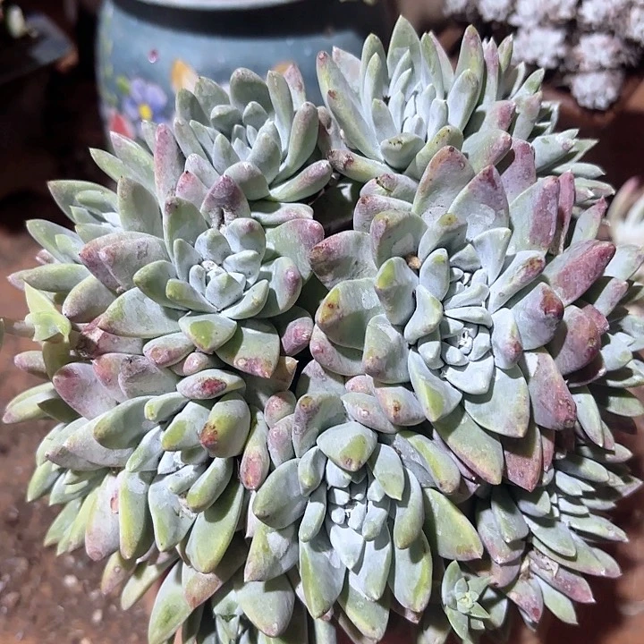 仙女杯多肉植物提取