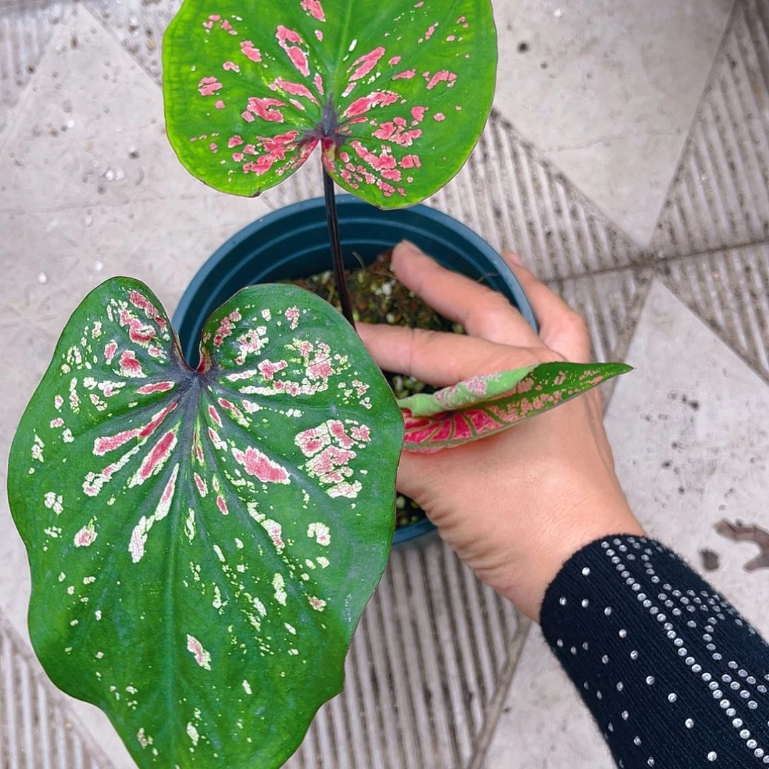 完全开放泰彩一物一拍631