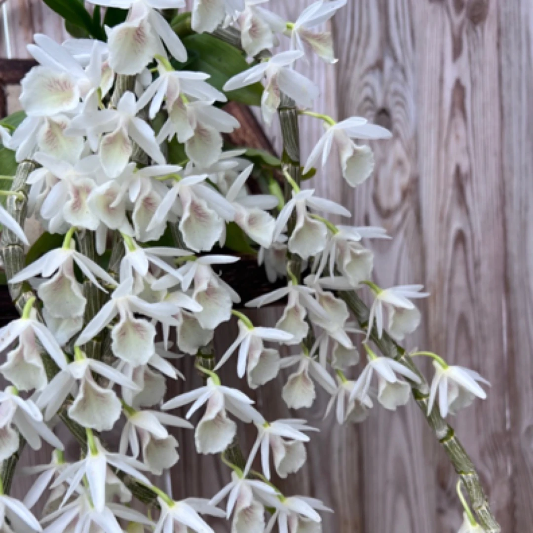 白贝壳花卉植物挂画素雅花 适合盆栽板植美观植物兰花窗台