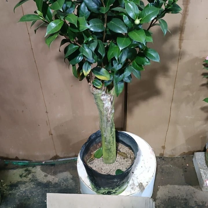 994五品，原盆原土发货，