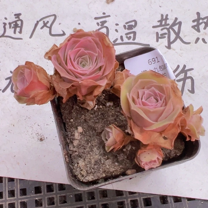 691 裸根不带土发货不包损