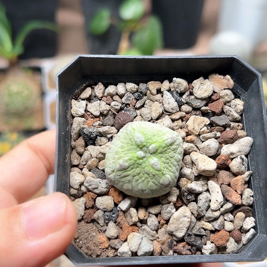 无花朵四角凝蹄玉实生2.8CM