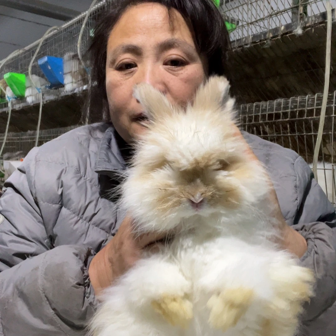 宠物兔英系安哥拉兔
