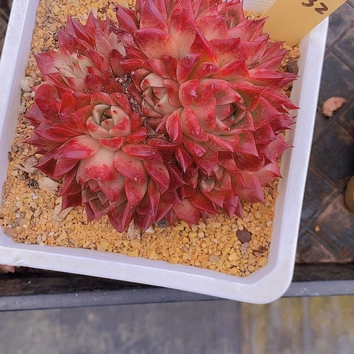 l**a532多肉植物老桩