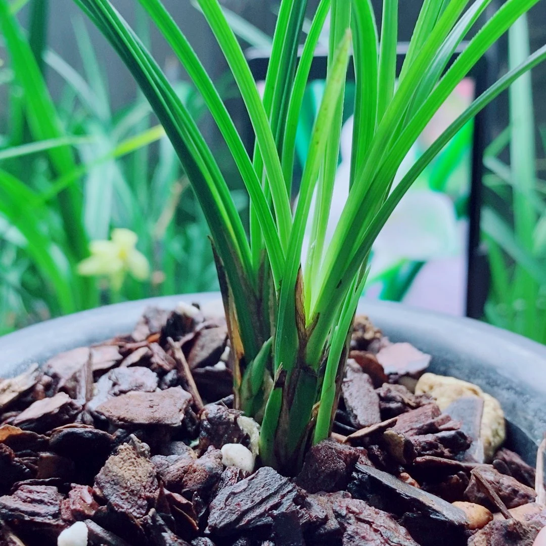 当前无花栽培后可以开花