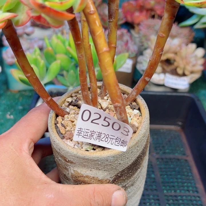 幸运的是我还没遇到过幸运