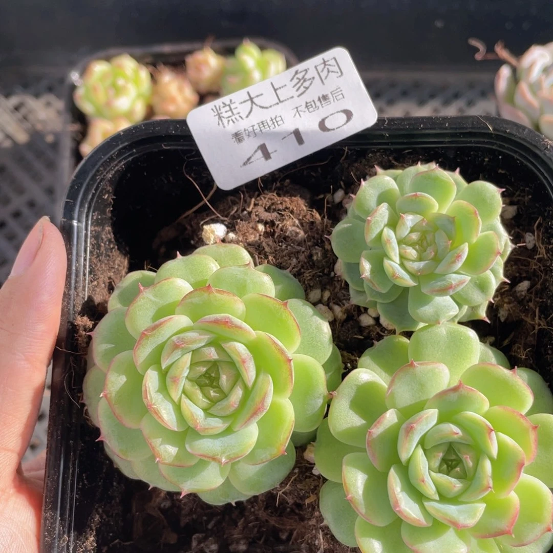 糕大上多肉植物410