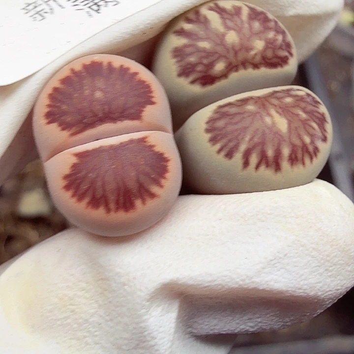 不用我送过去咯的438这个