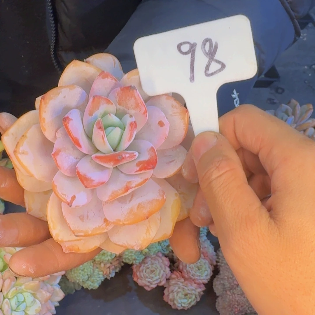 多肉植物的生长发育和