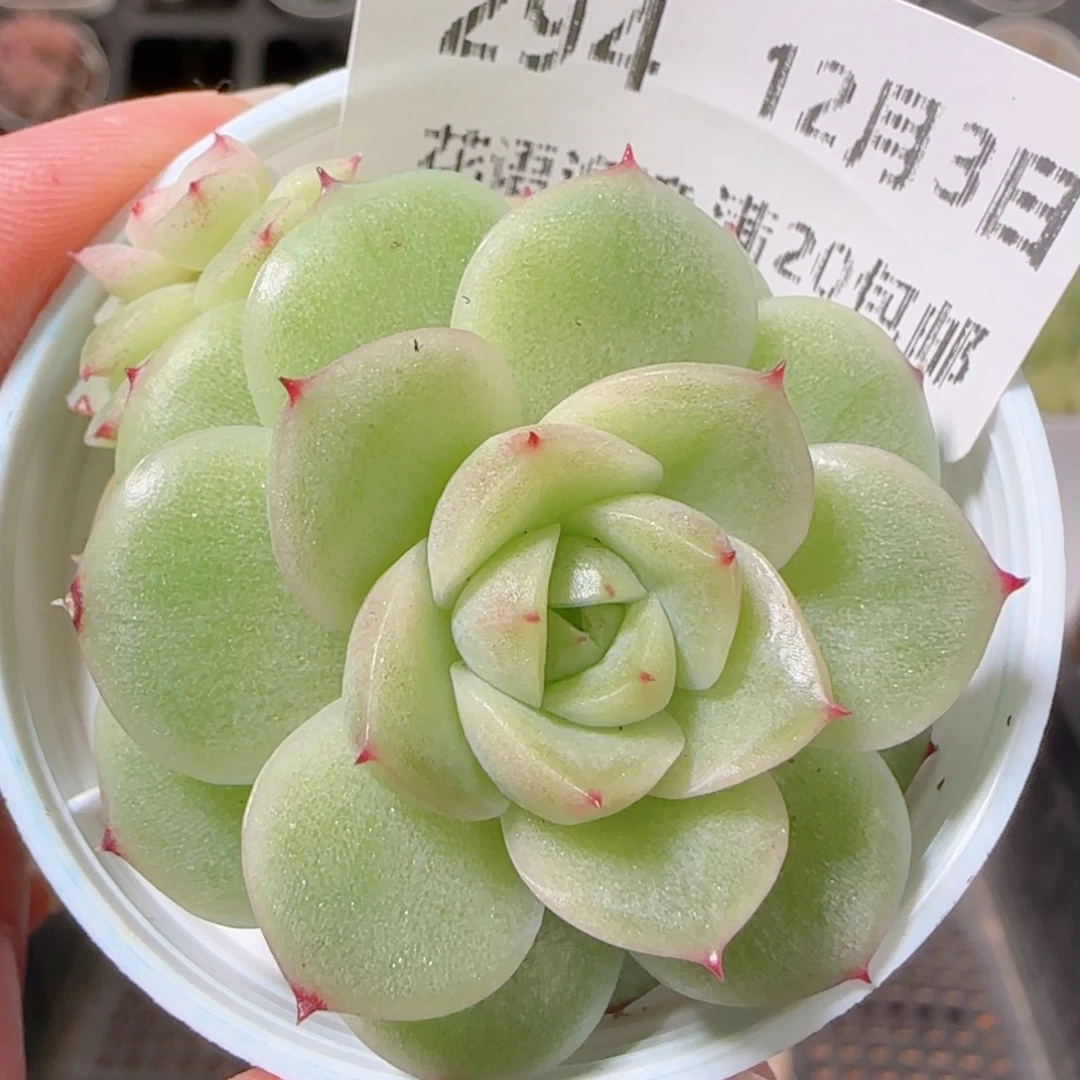 花语多肉1203-294