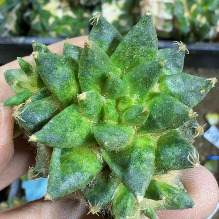 福利苗接龙牙0596