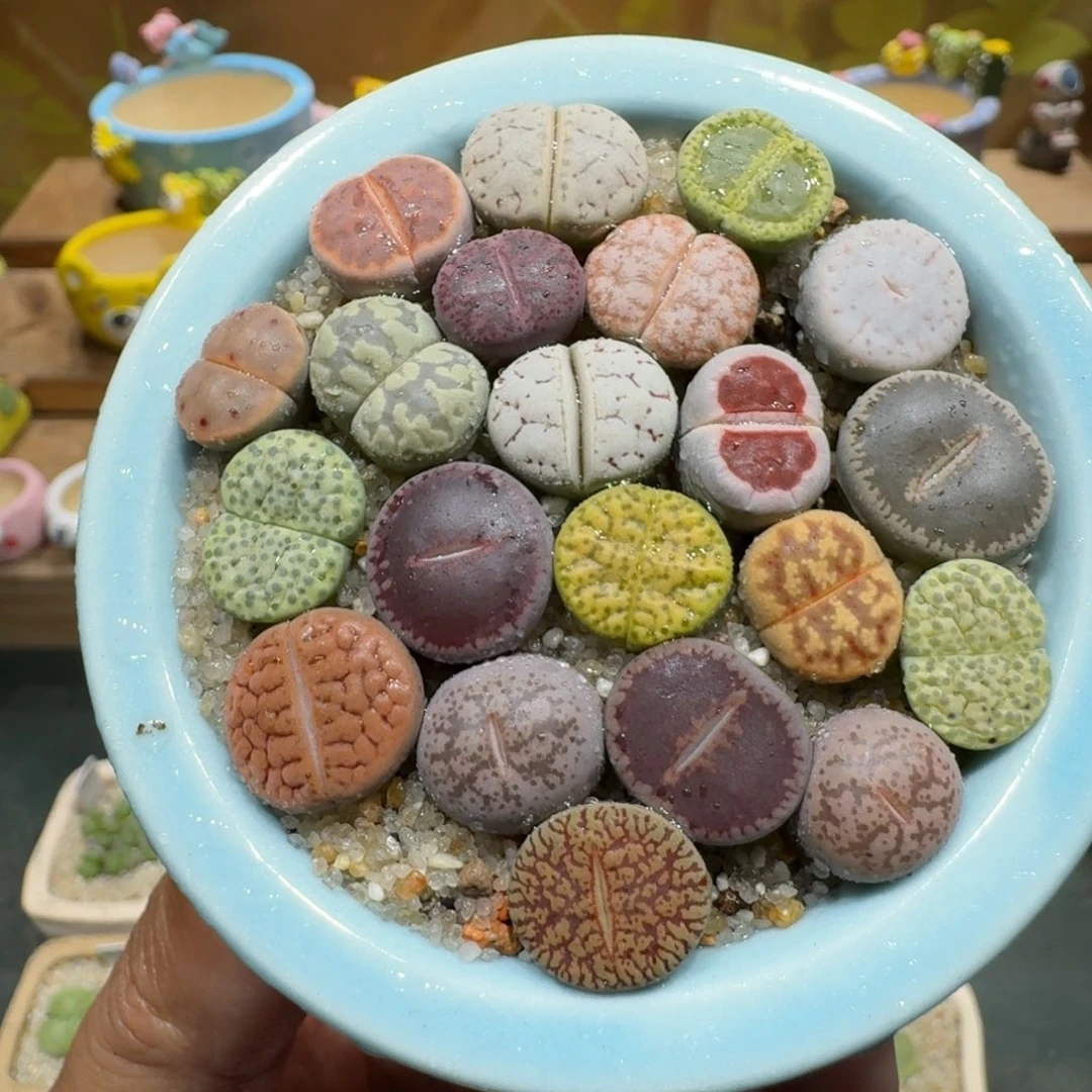 蘑菇1119彩拼多肉植物