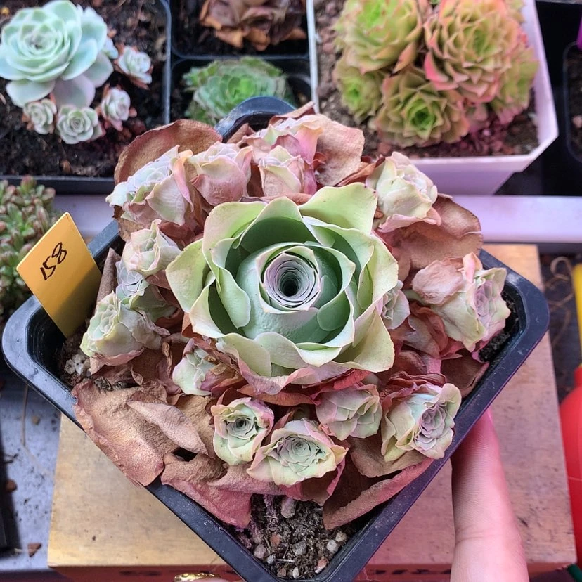 【闪购商品】么*哒12月会员蕾丝爱晚晴