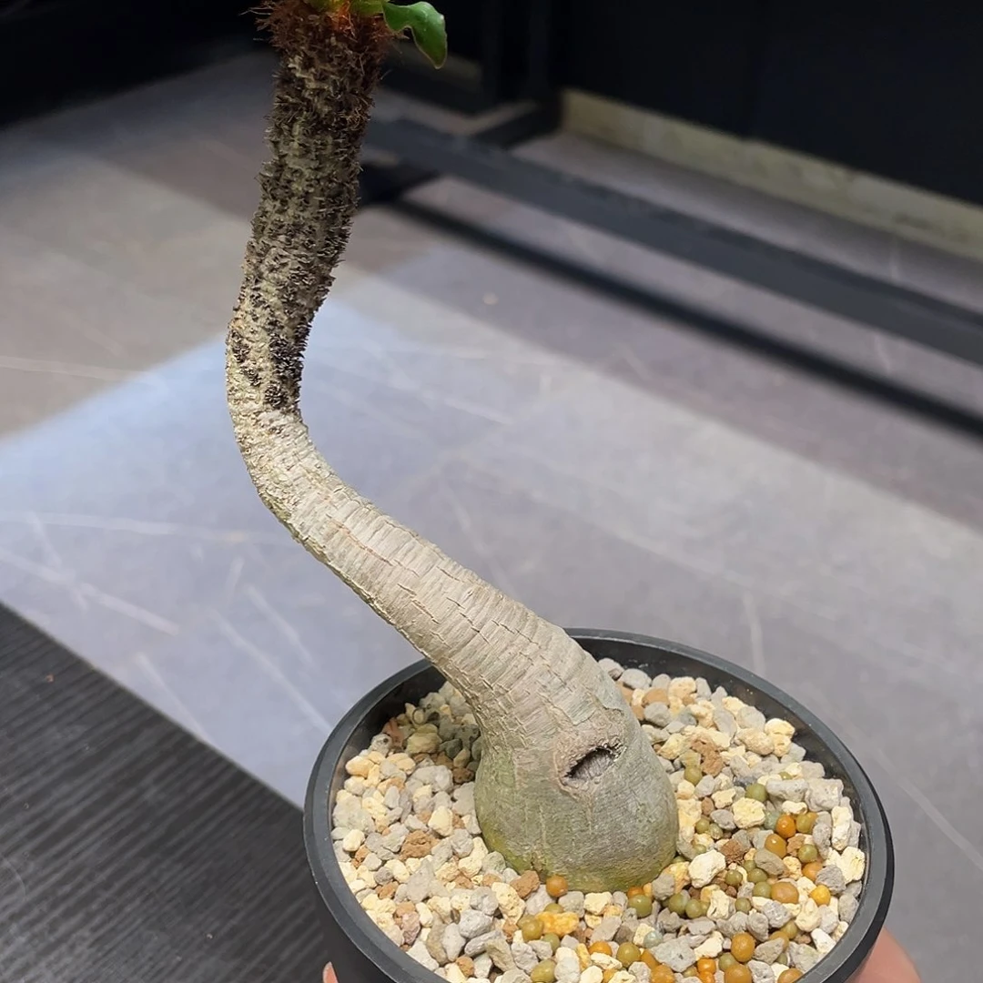 象鼻大戟养定带盆