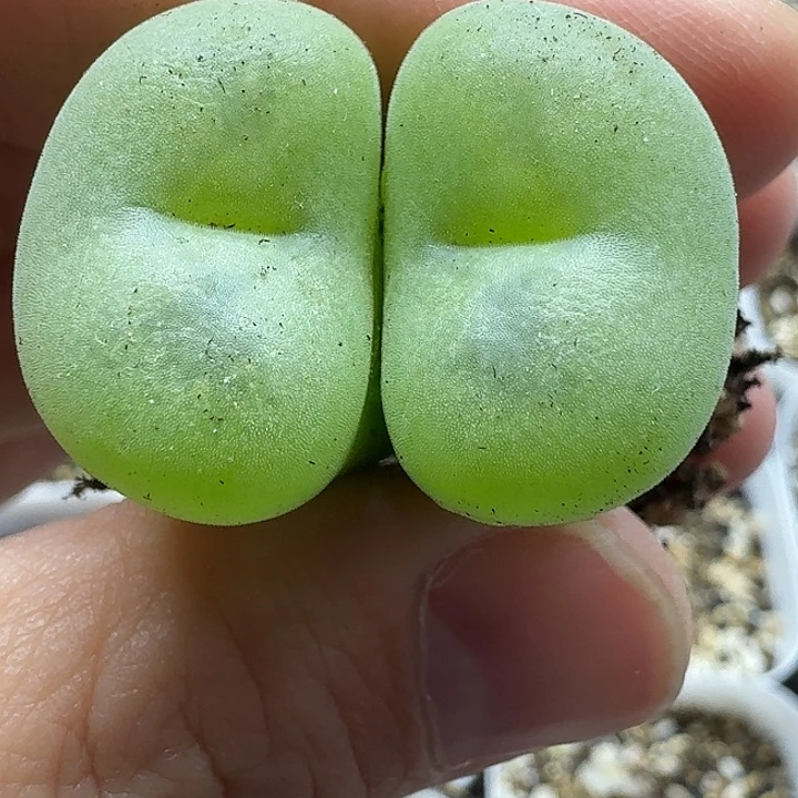 老马生石花空卡佛2432