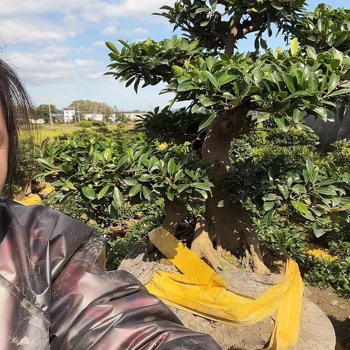 无花朵哈哈哈哈哈了