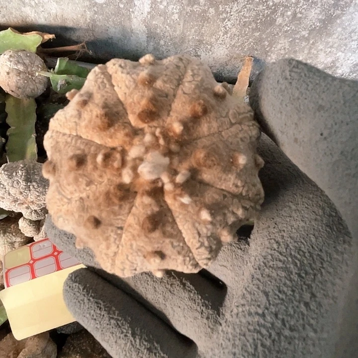 完全开放豆豆兜1