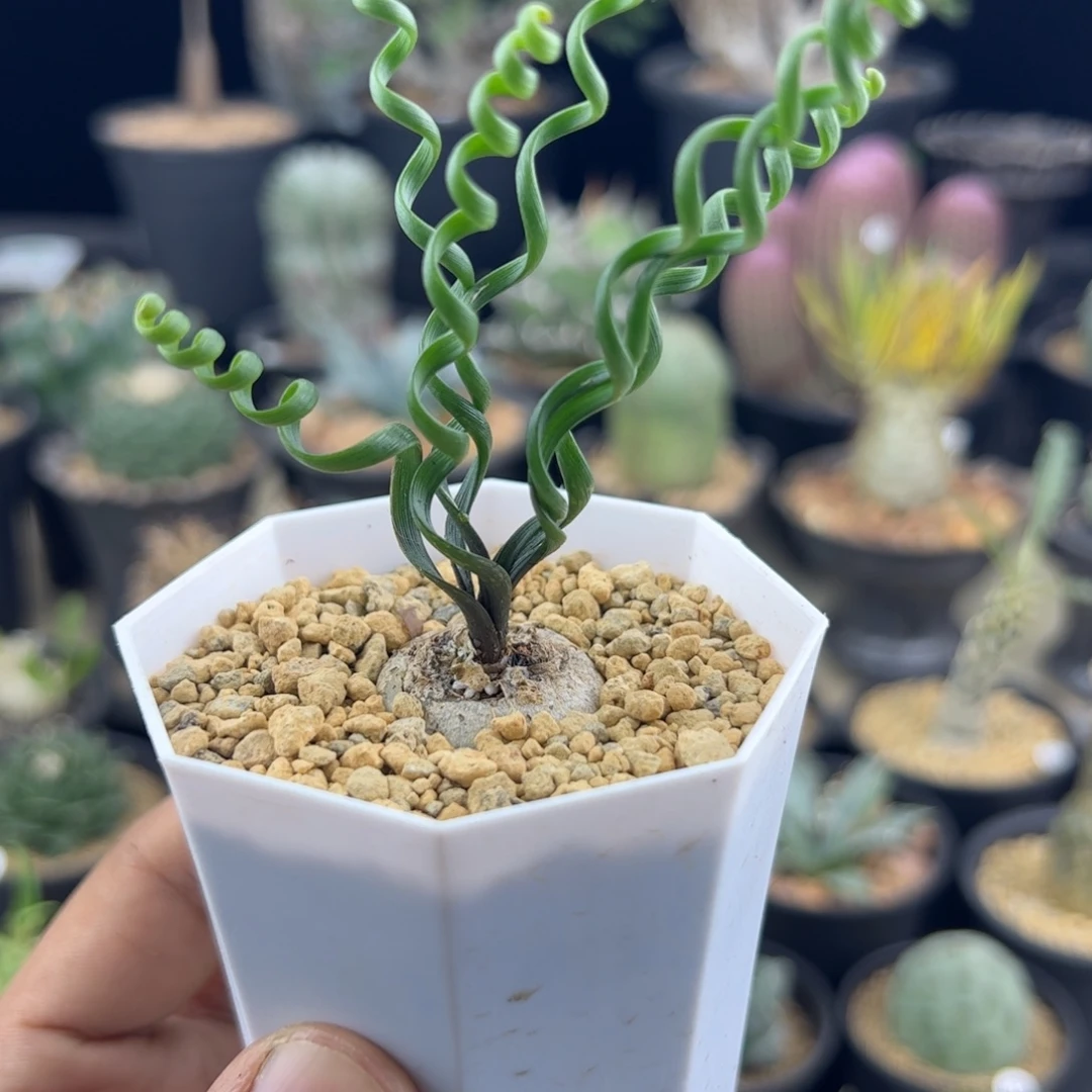 钢丝弹簧草一物一拍