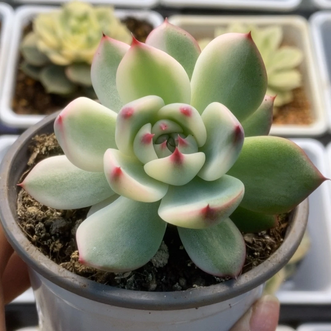 701锦锦锦锦锦锦锦锦