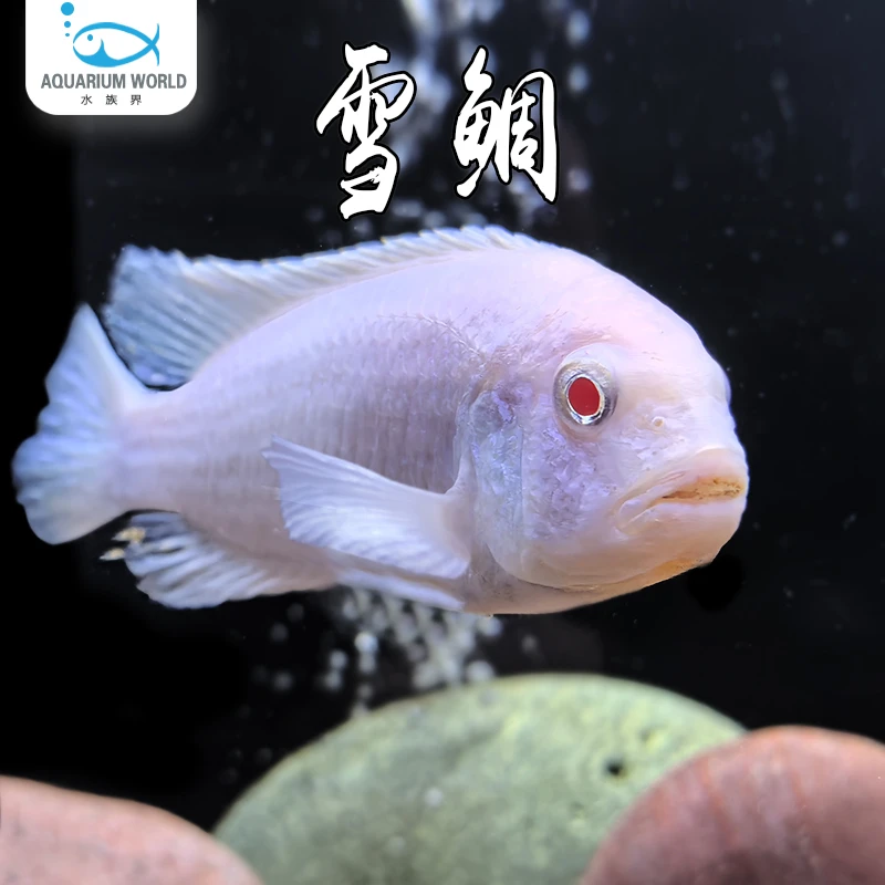 雪鲷三湖慈鲷新手鱼非洲王子龙血火焰红紫背红肚特蓝斑马热带淡水