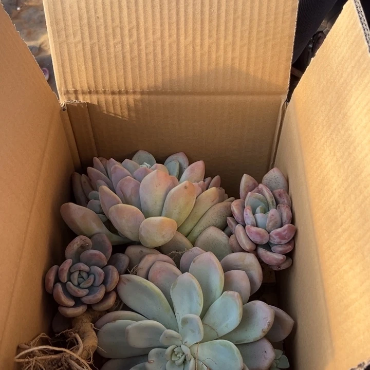 地栽瑕疵奥普琳娜装箱（不售后）