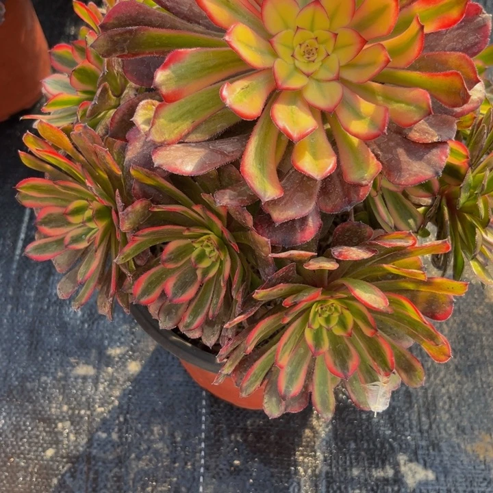 127多肉植物一物一拍