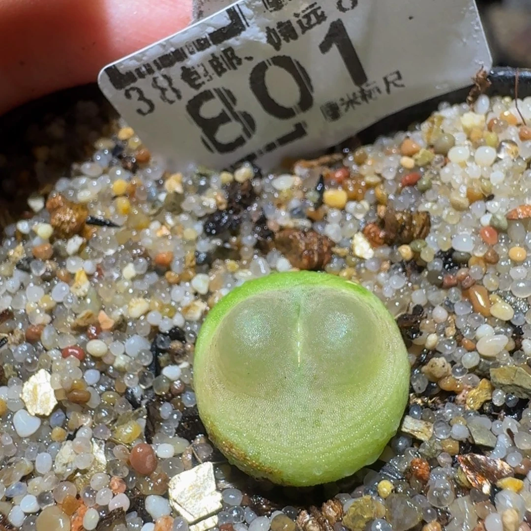 Ssss精品生石花801