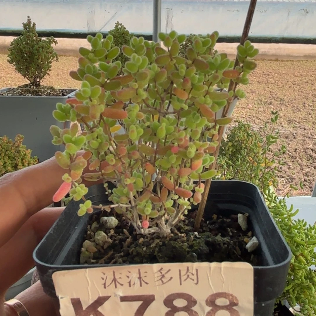 788蜜橘糖球福利咋下播